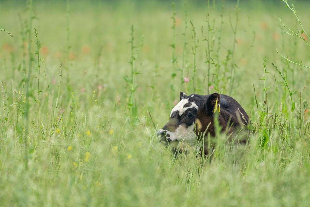 A cow grazing in long wildflower grassland (Joseph Gray/WWF-UK/PA)