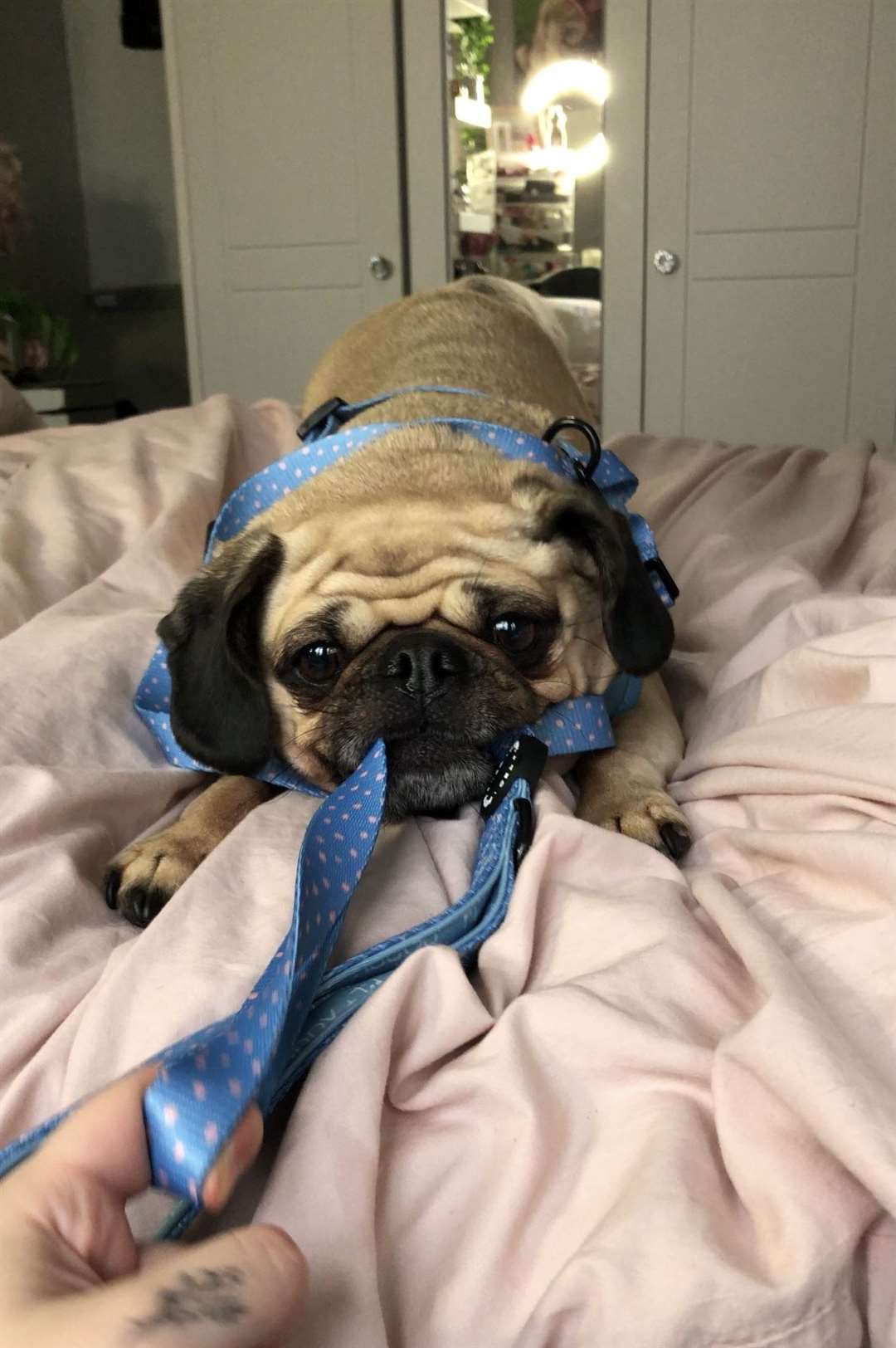 Elsa the Pug Picture: @elsathepuggo (47853032)