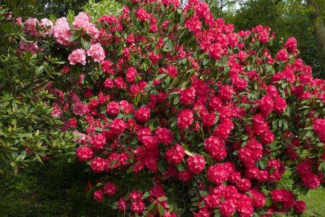 Rhododendrons are now in full bloom