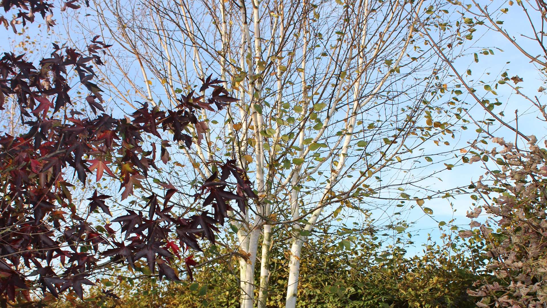 Betula pendula