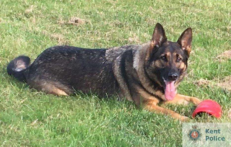 Police dog Piper helped officers make two arrests near Maidstone (2127421)
