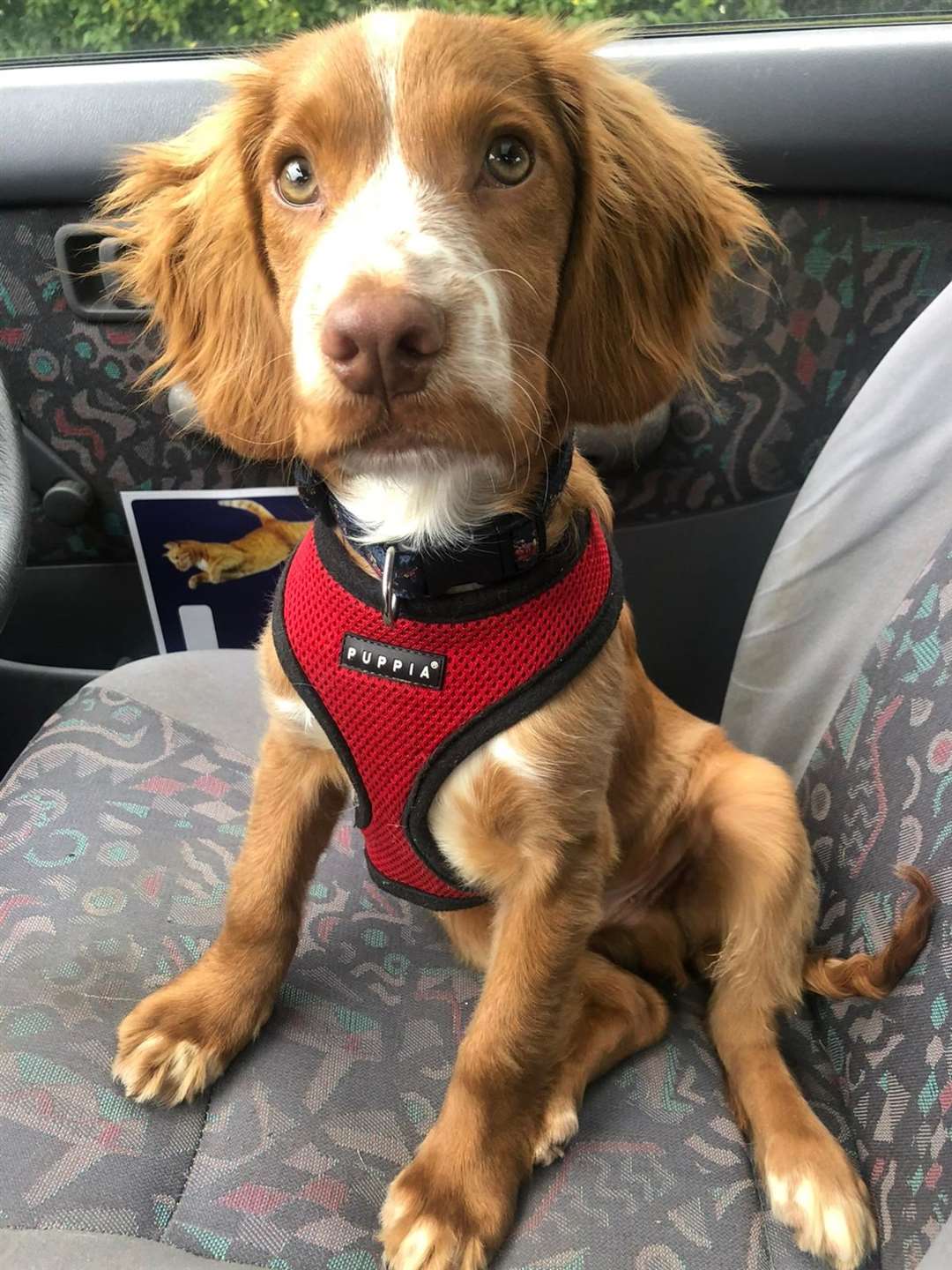 Cocker spaniel Chester was rescued by the RSPCA (RSPCA/PA)