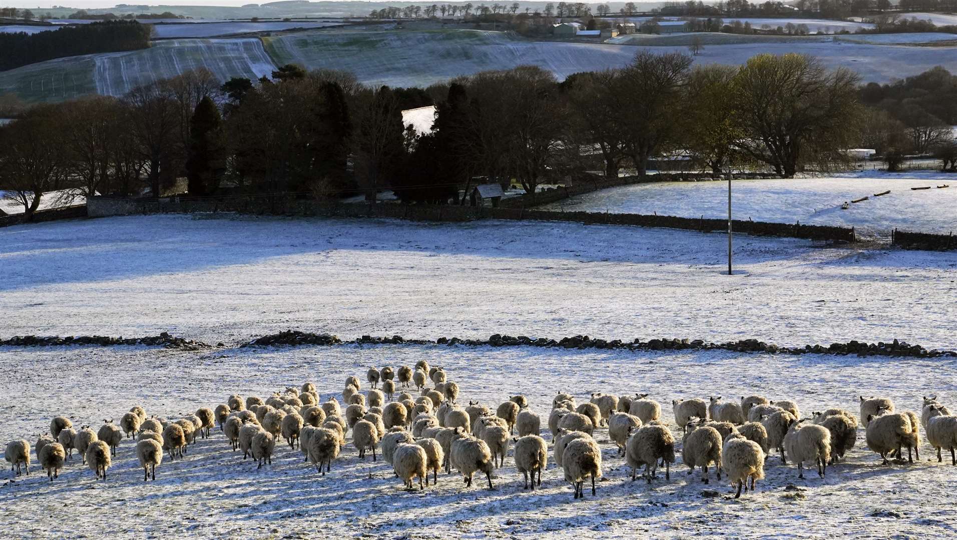 Sheep walk through a snow-covered field in Slaley (Owen Humphreys/PA)