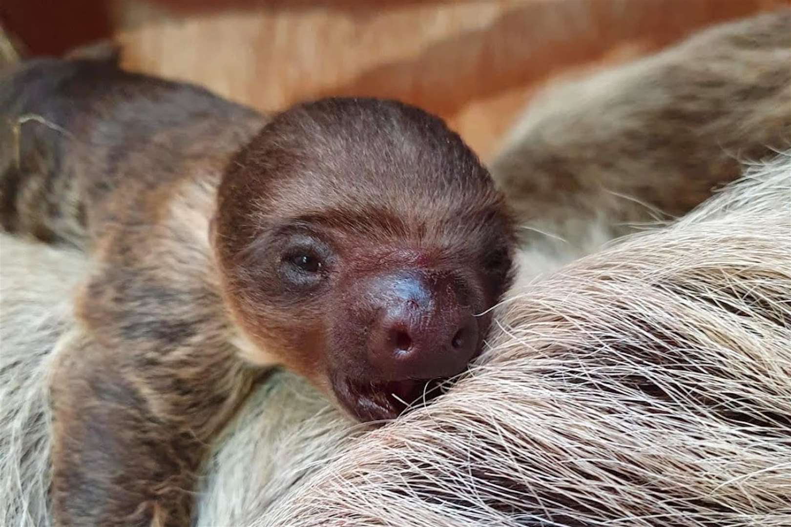 Baby sloth takes keepers by surprise at zoo