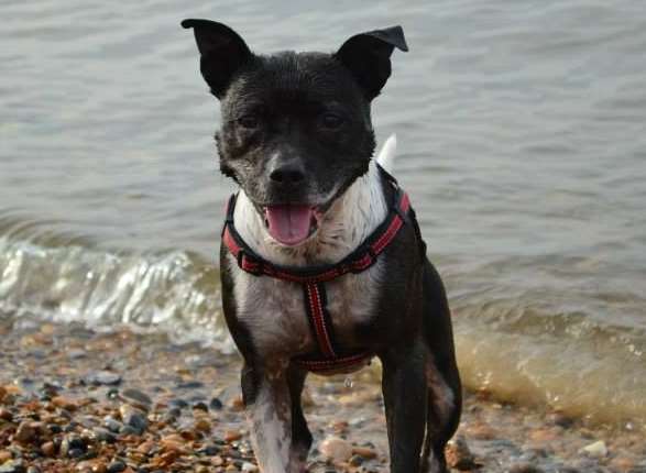 Staffordshire bull terrier Jazmine is now recovering