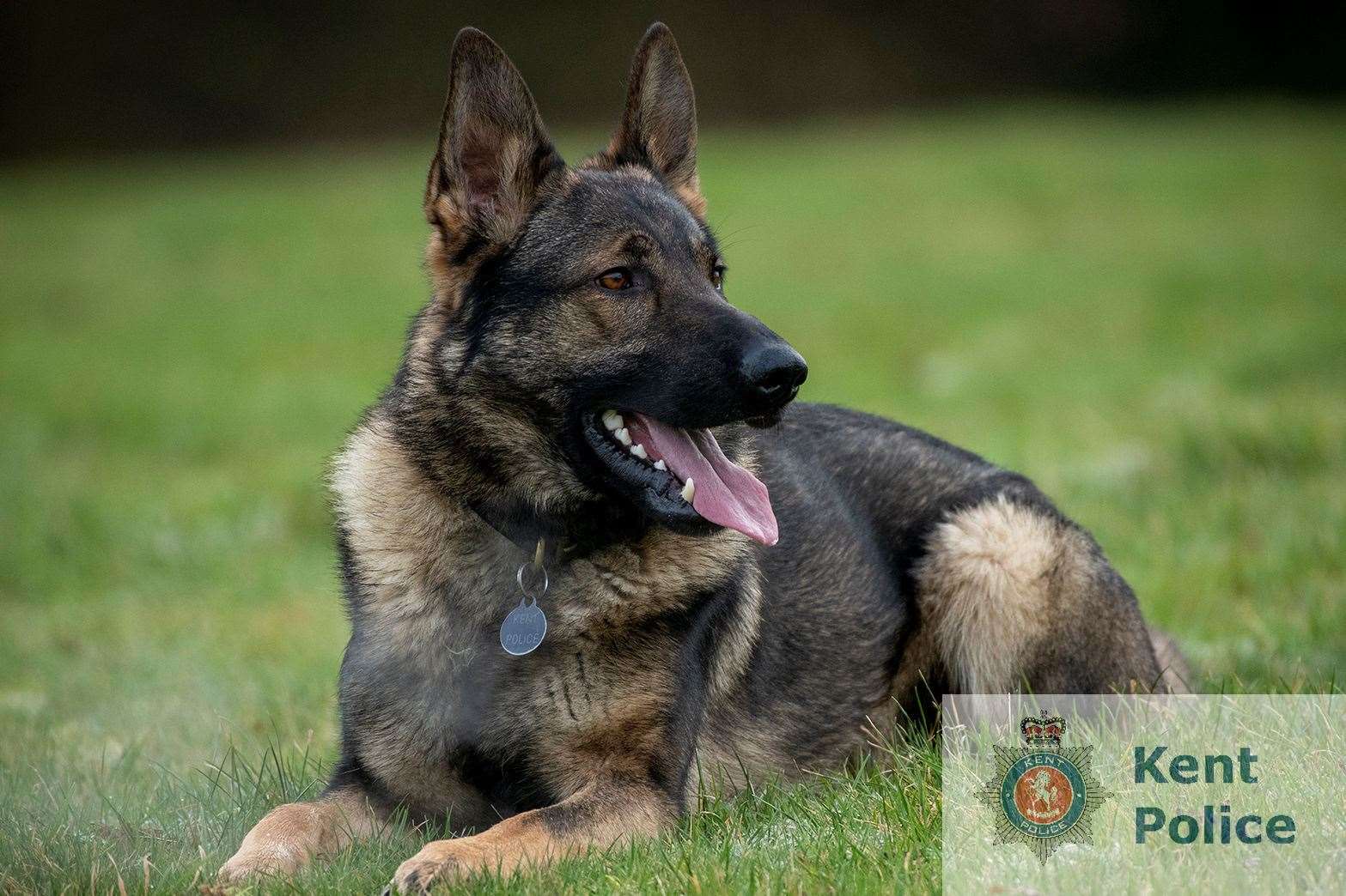 Police dog Yankee. Picture: Kent Police
