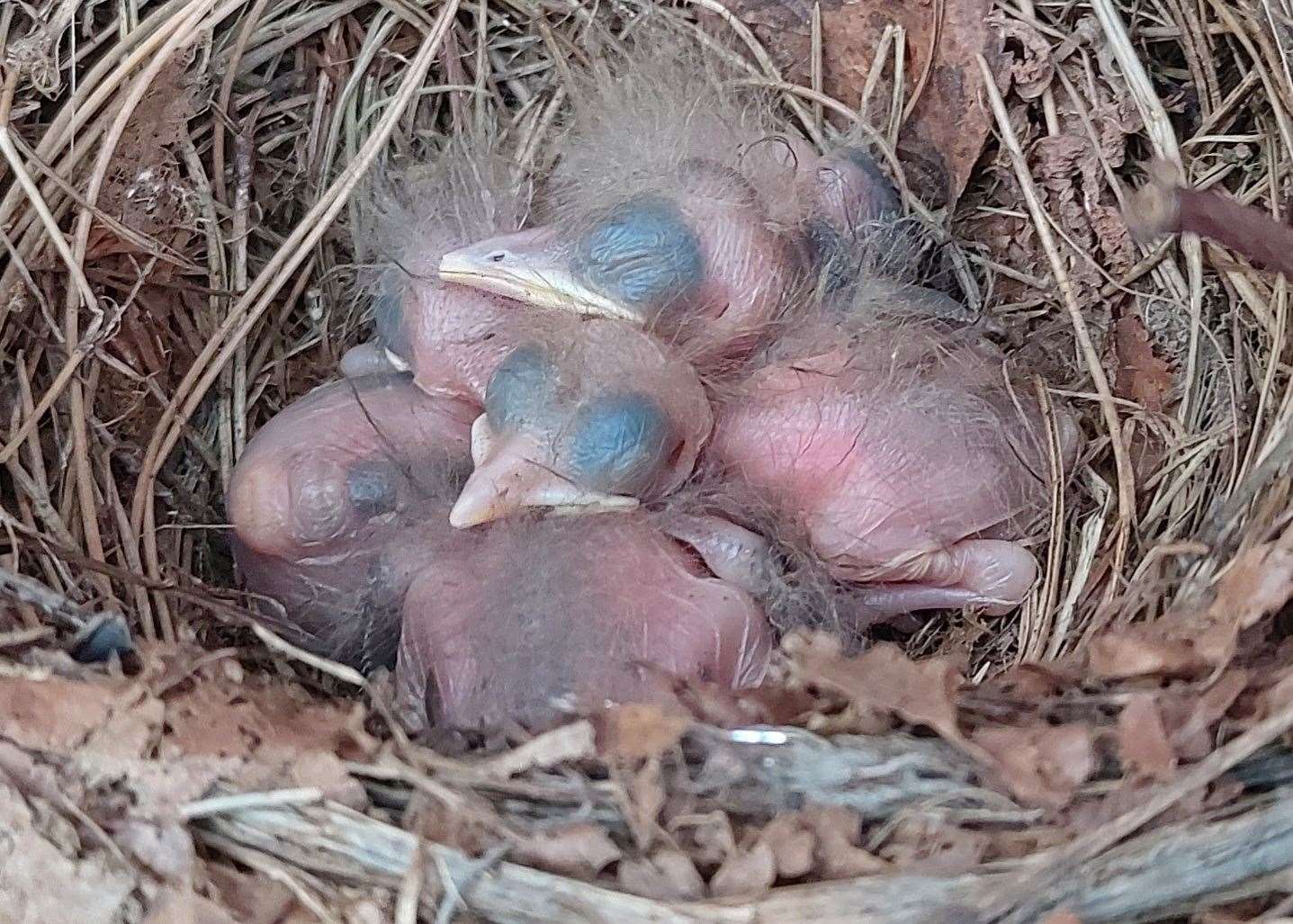 The RSPB says it is concerning to find nesting birds in January. Image: Mike Hill.