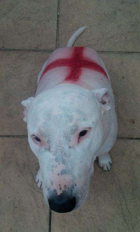 English Bull Terrier Cross Sherman with his England 'kit' (2928898)