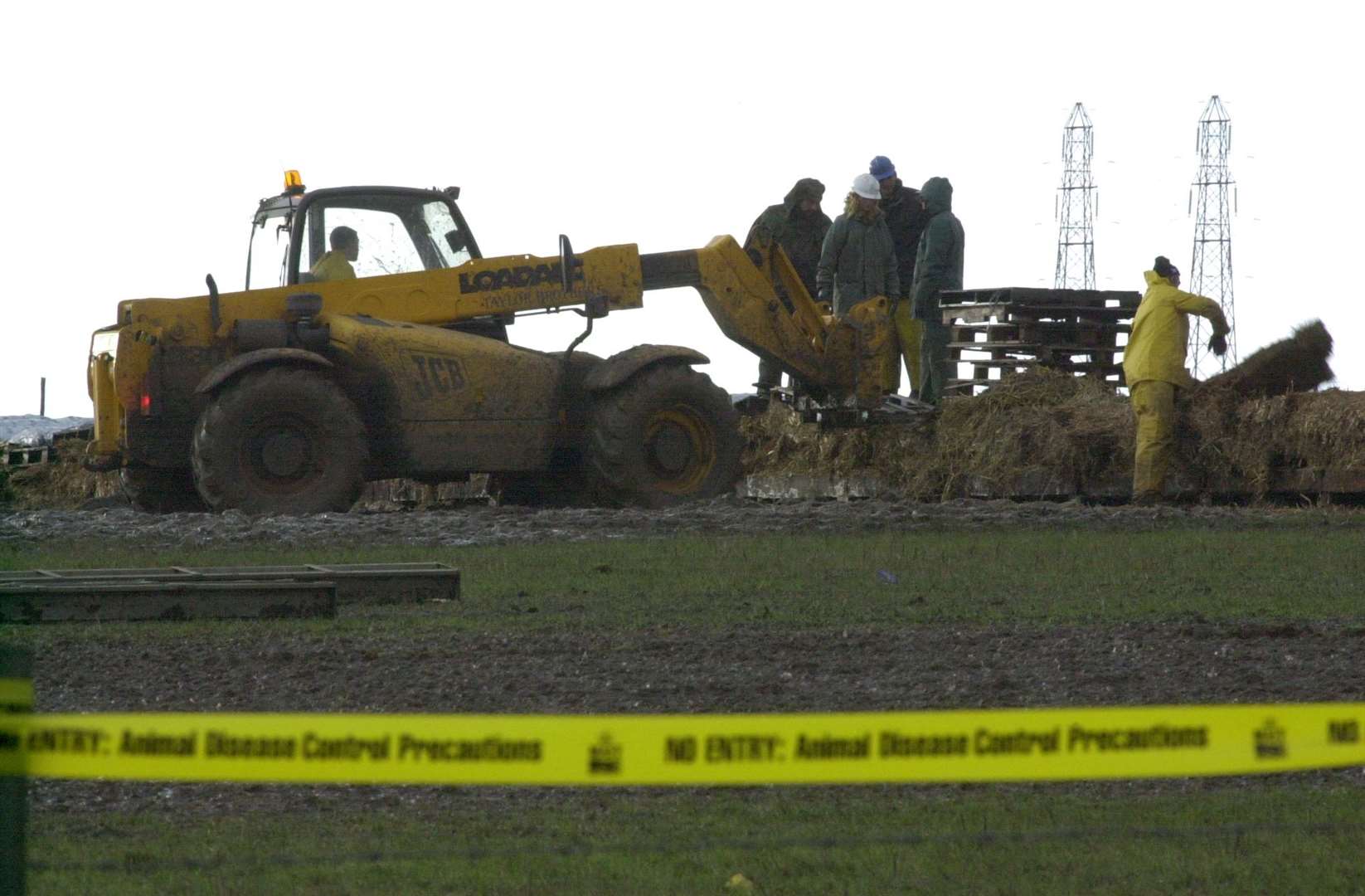 Dead sheep about to be burned on the Isle of Sheppey in March 2001.