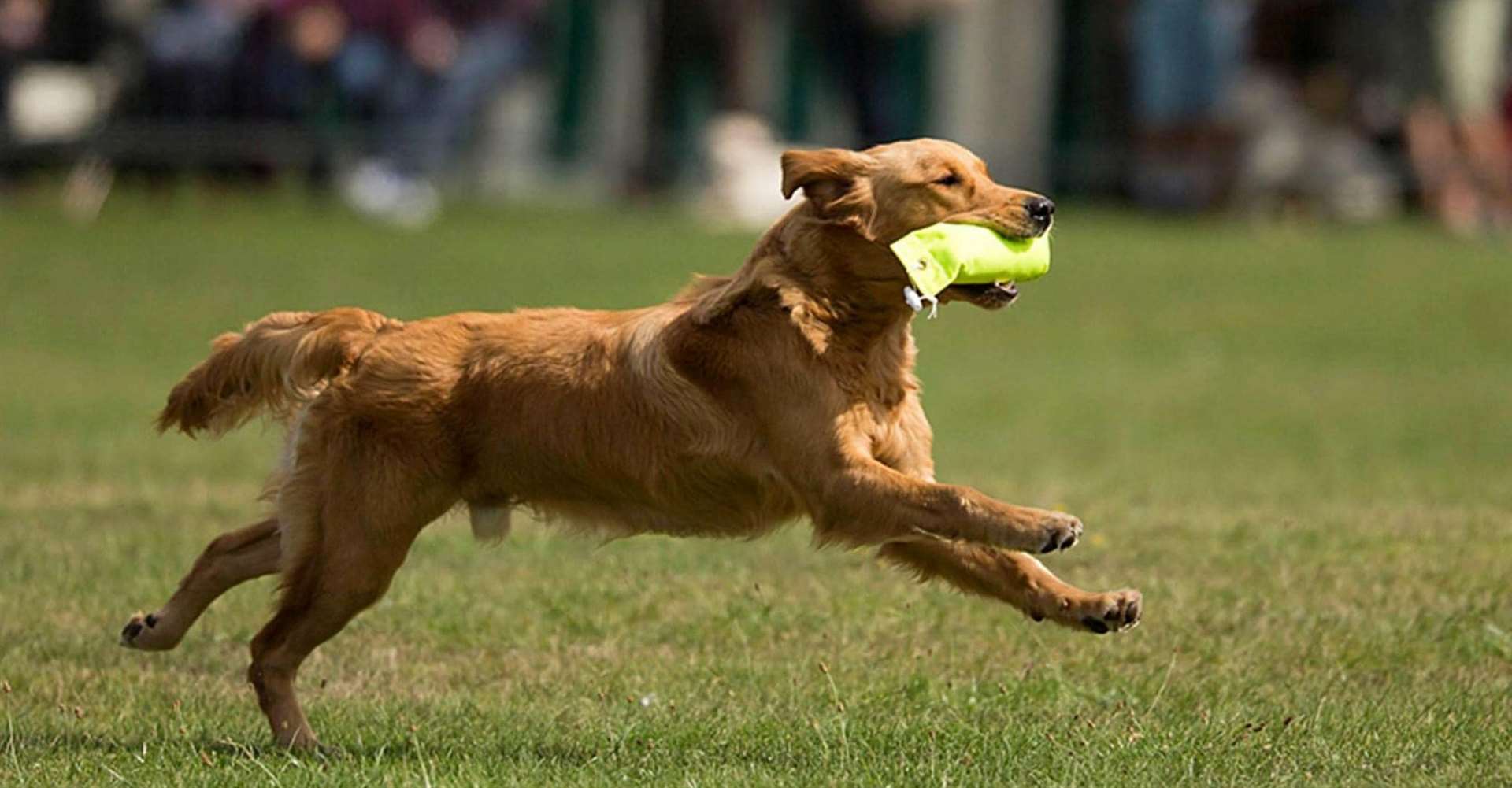 Many visitors are expected to watch the dog show over the weekend. Picture: Facebook / Kent Fest