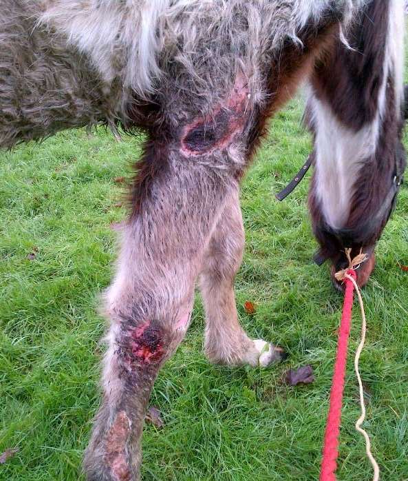 The animal was found dumped at the side of the road in Knoll Lane, Ashford. Picture courtesy of Kent Police