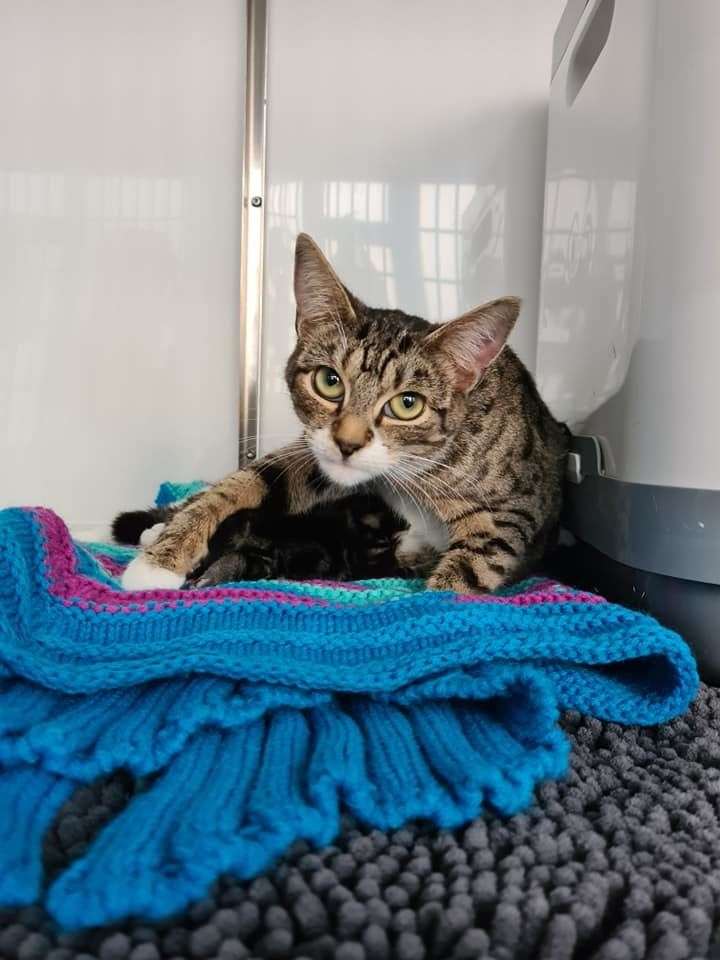 This cat and her kittens were taken in by Natasha McPhee and Dee Potter as the owner couldn't continue to look after their pets. Picture: ALFIK