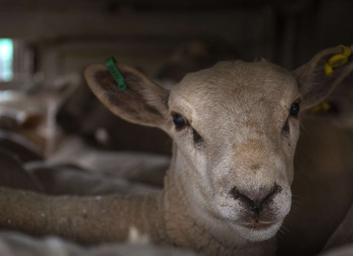 In one incident a sheep's leg was injured by David Bravery's dog