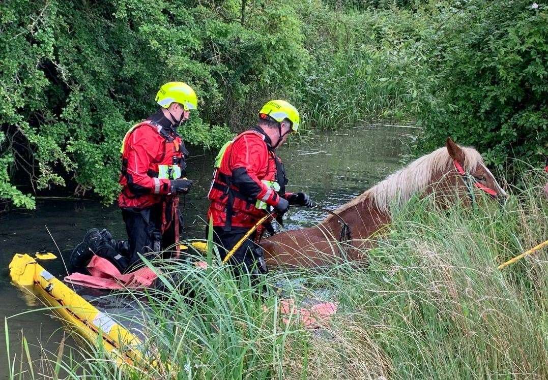 Firefighters had to get wet themselves to rescue Lily. Photo: KFRS