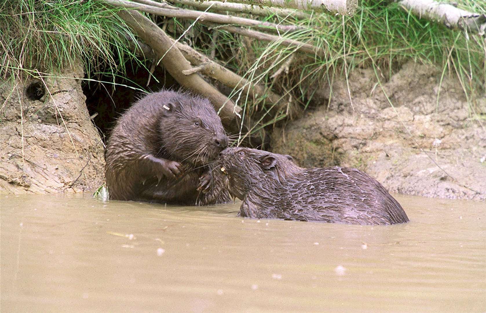 Beavers were first introduced into a fenced fenland reserve in Kent (Kent Wildlife Trust/PA)