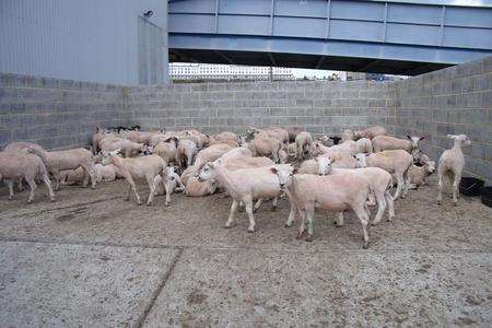 Sheep from a lorry deemed unfit to travel at the Port of Ramsgate