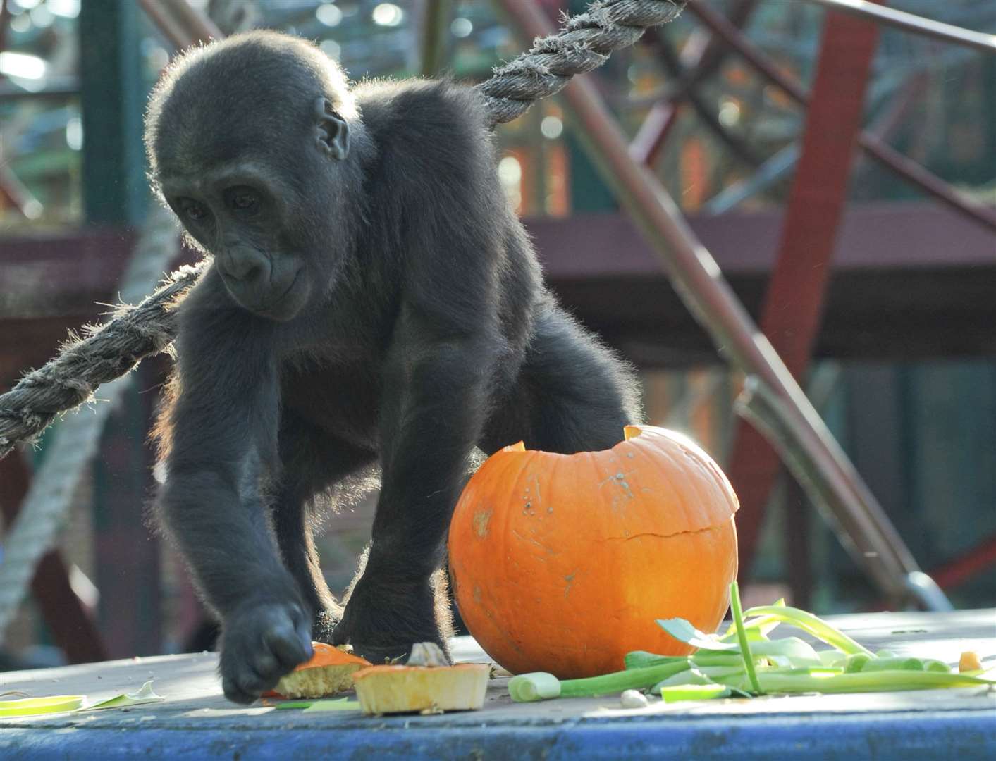 Book an up-close animal encounter at Port Lympne