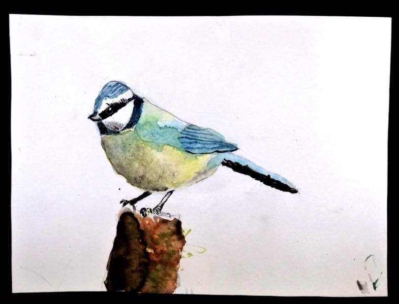 Eryn Curnow's blue tit. Pictures Les Irvine