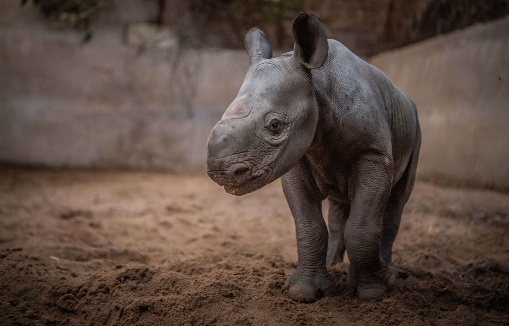 The youngster’s birth was caught on camera (Chester Zoo)