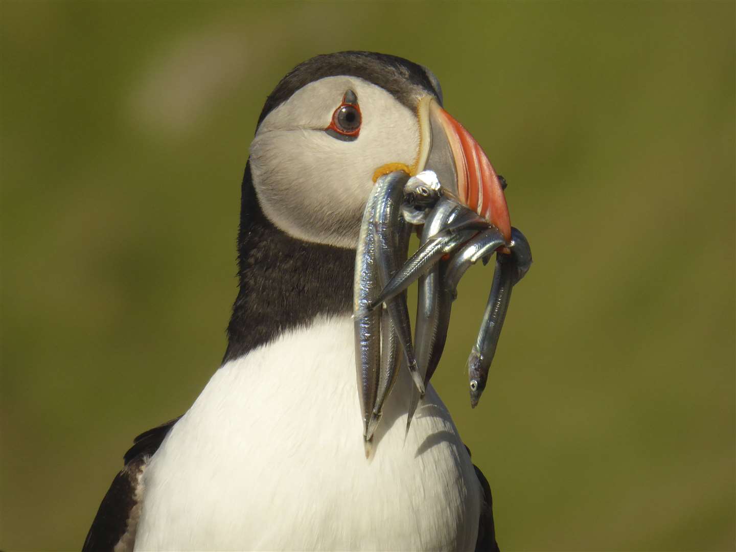 Puffins benefit from the closure of the sandeel fishery, the RSPB says (Colin Wilkinson/RSPB/PA)