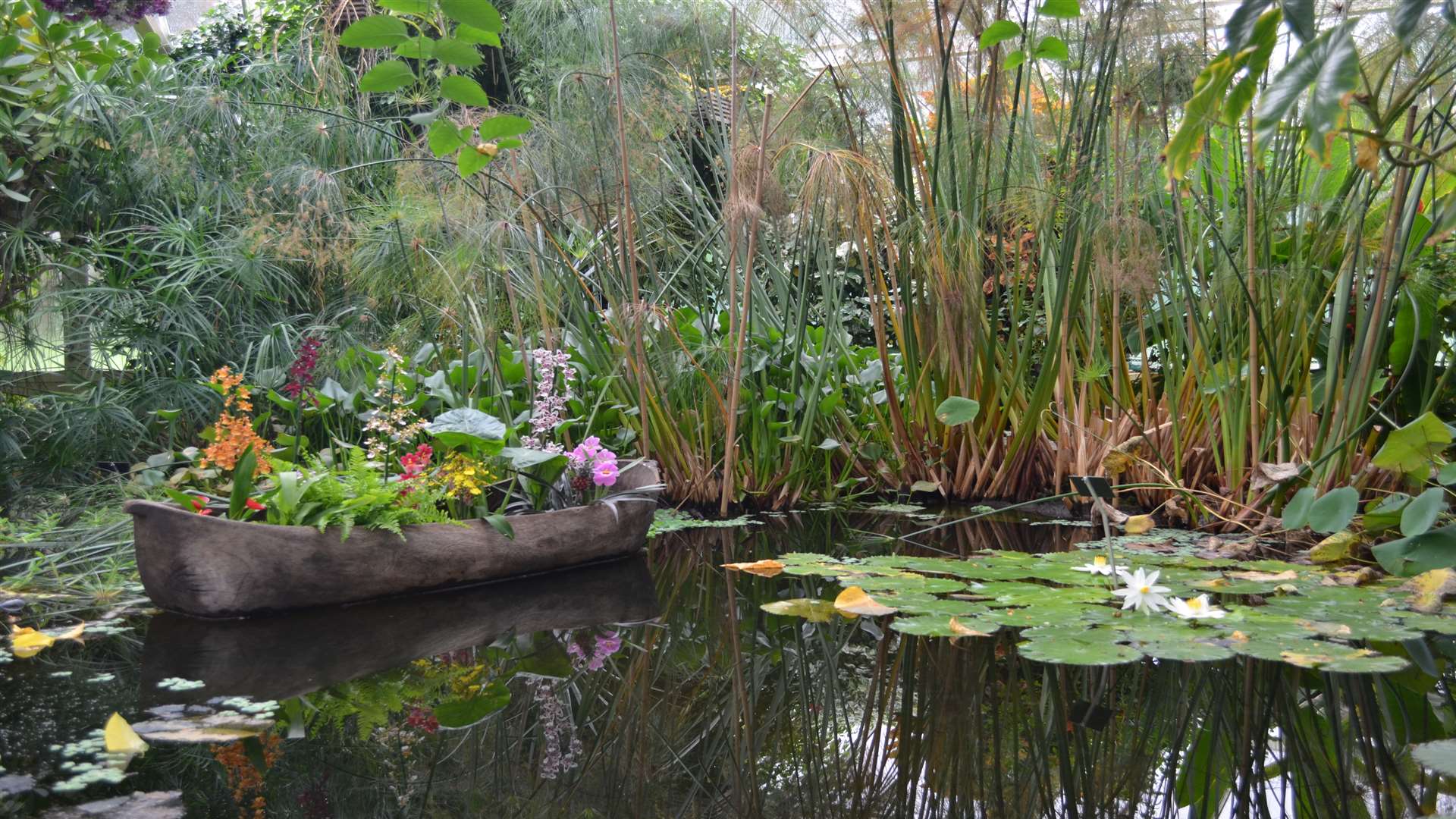 Inside the hot and humid Victoria House greenhouse