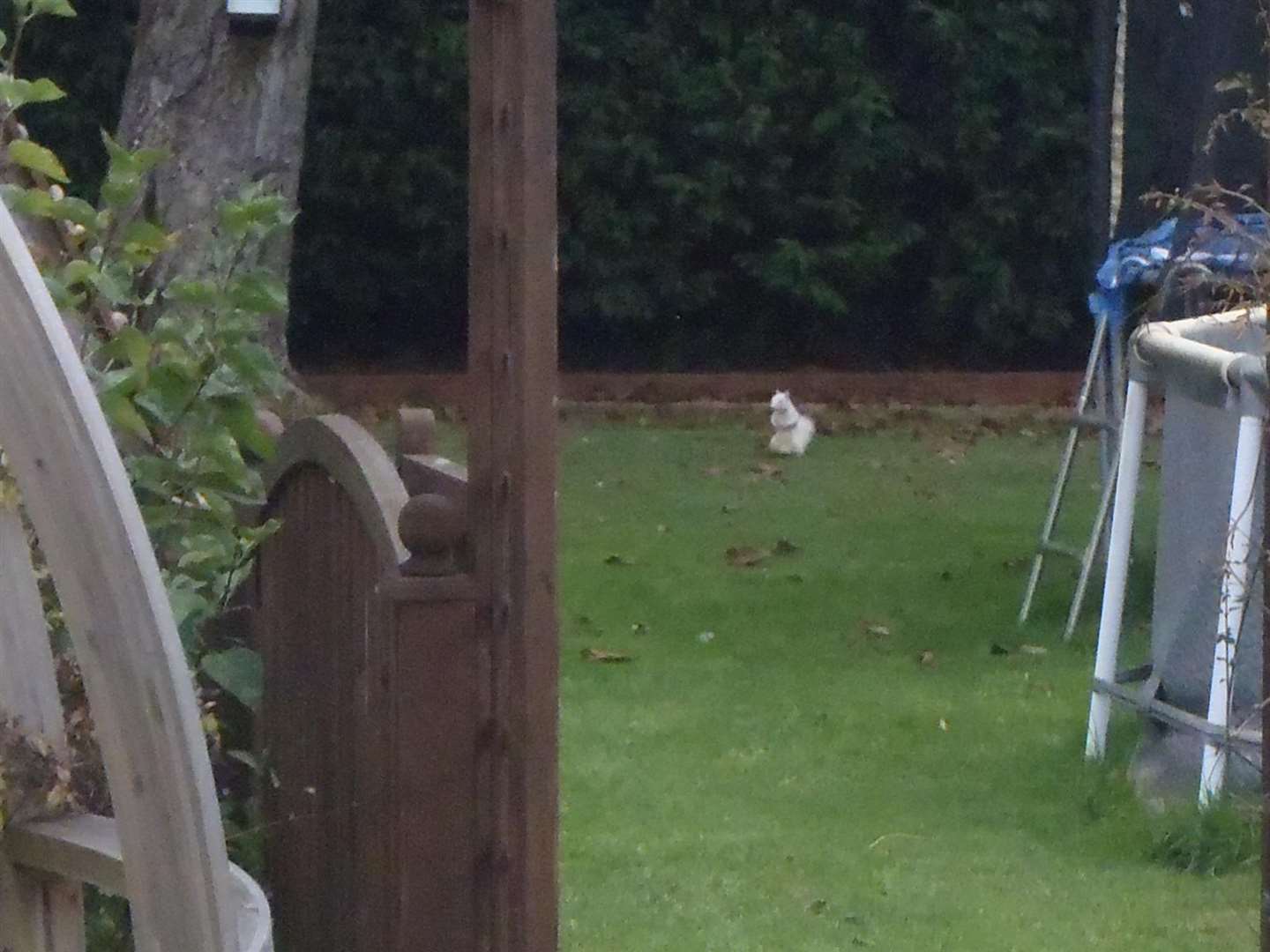 A white squirrel spotted by Wendy Ruddle in Wigmore. Picture: Wendy Ruddle. (22755113)