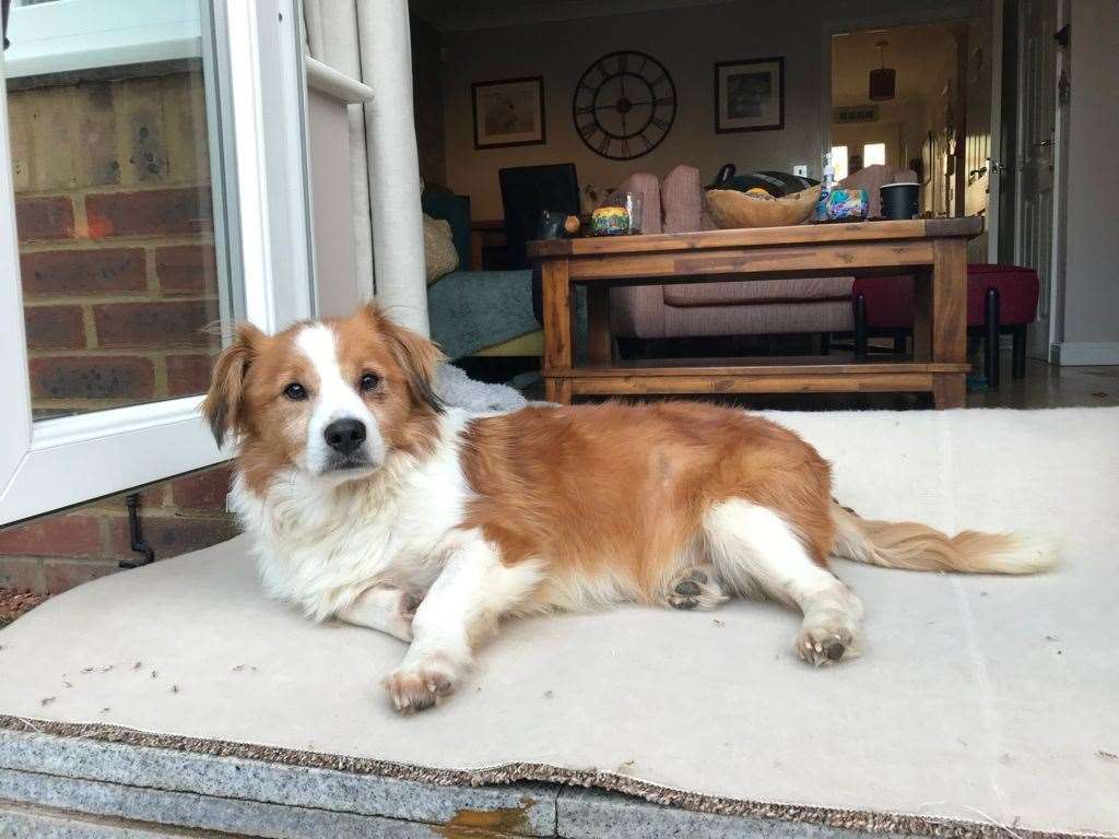 Teddy loves spending time in the garden Picture: Angela Courtis-Lee