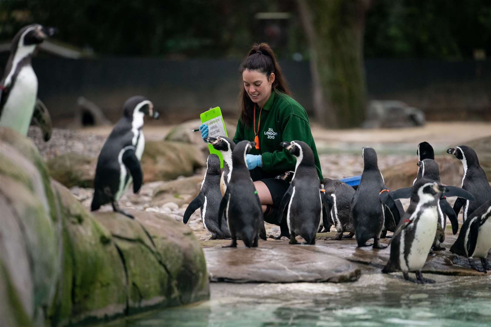 Let’s start again… The penguins made it more difficult by turning up all at once (Aaron Chown/PA)