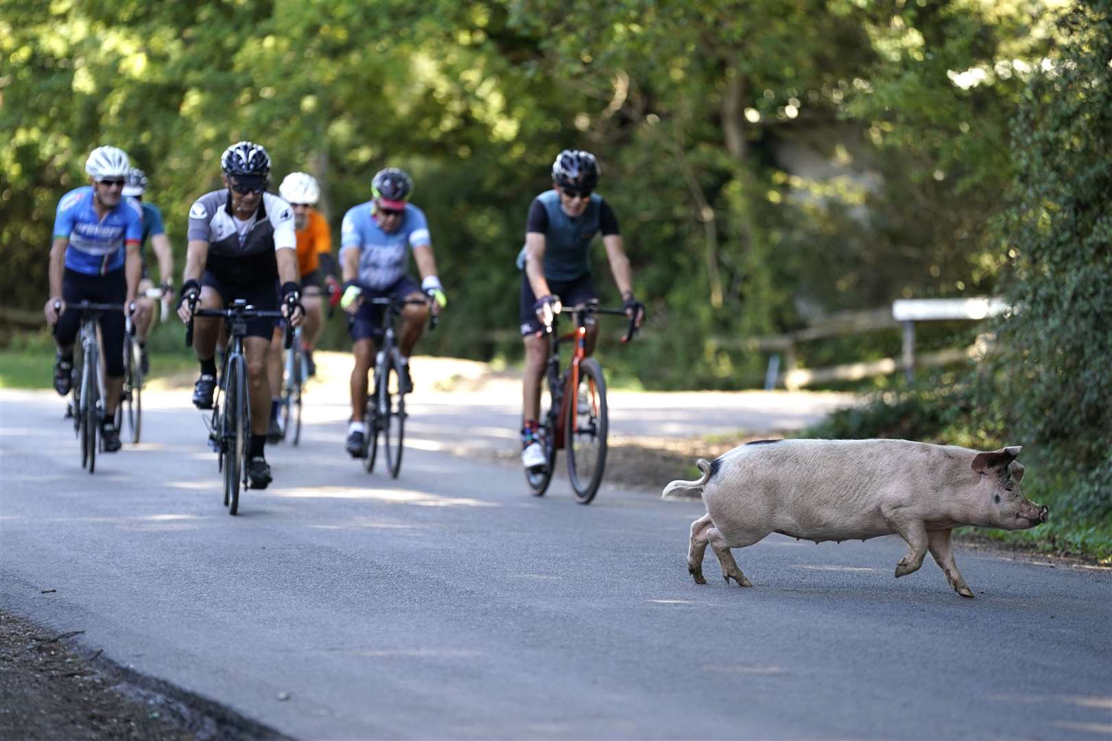 Pannage is one of the old rights of the forest (Andrew Matthews/PA)