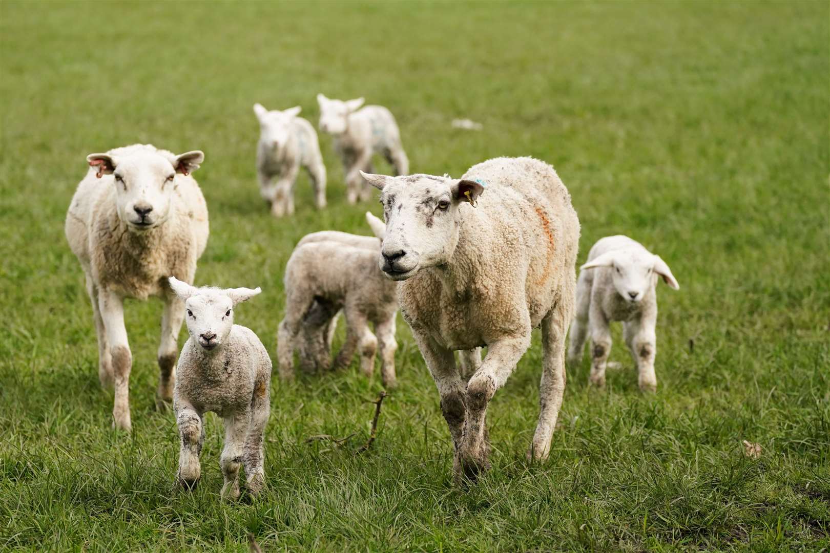 Newborn spring lambs on Nethermorton Farm at Moreton Morrell College in Warwickshire (Jacob King/PA)