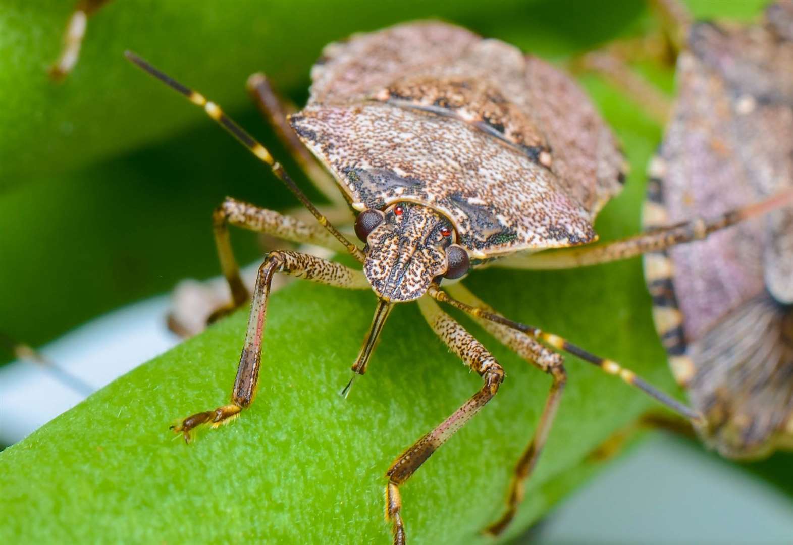 Клоп вонючка. Коричнево-мраморный клоп (Halyomorpha halys). Жук вонючка клоп. Клоп мраморный щитник. Жук щитник коричневый.