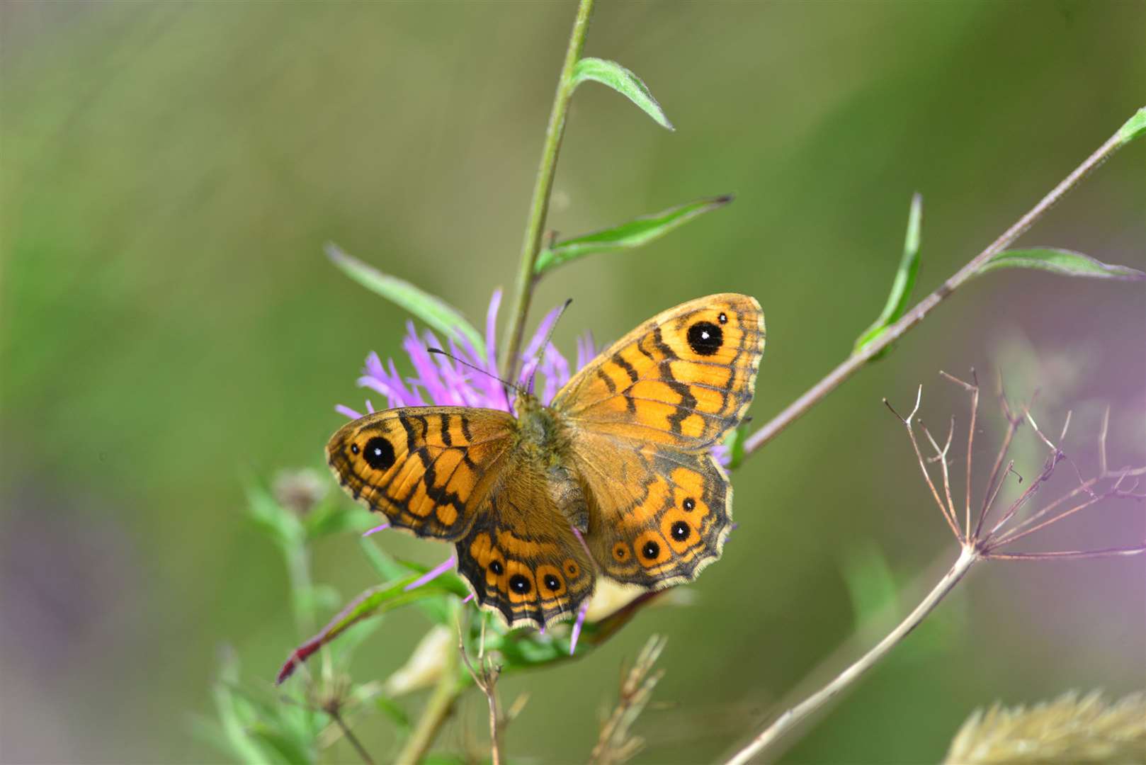 Species such as the wall butterfly are under threat (Don Sutherland/Cornwall Wildlife Trust/PA)