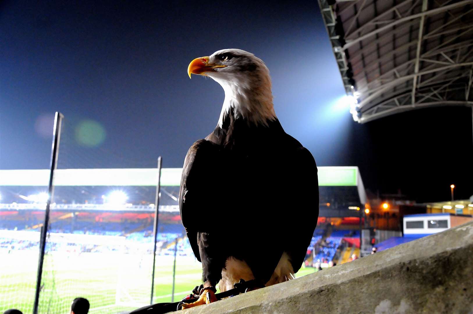 Kayla the bald Eagle at Selhurst Park, Crystal Palace FC. Picture: Jonathon Rogers