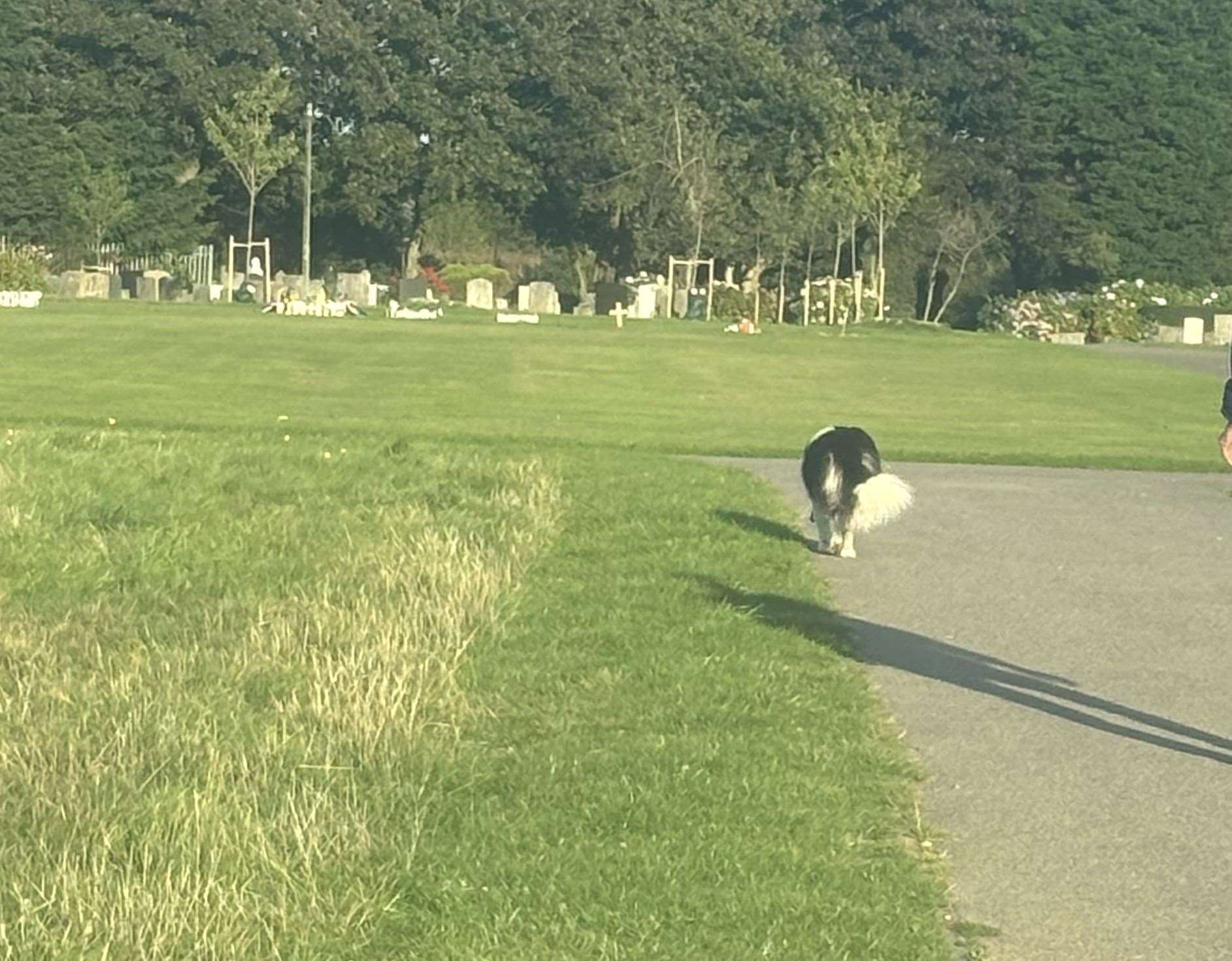 Folkestone and Hythe District Council say dogs should be on leads when in Hawkinge Cemetery