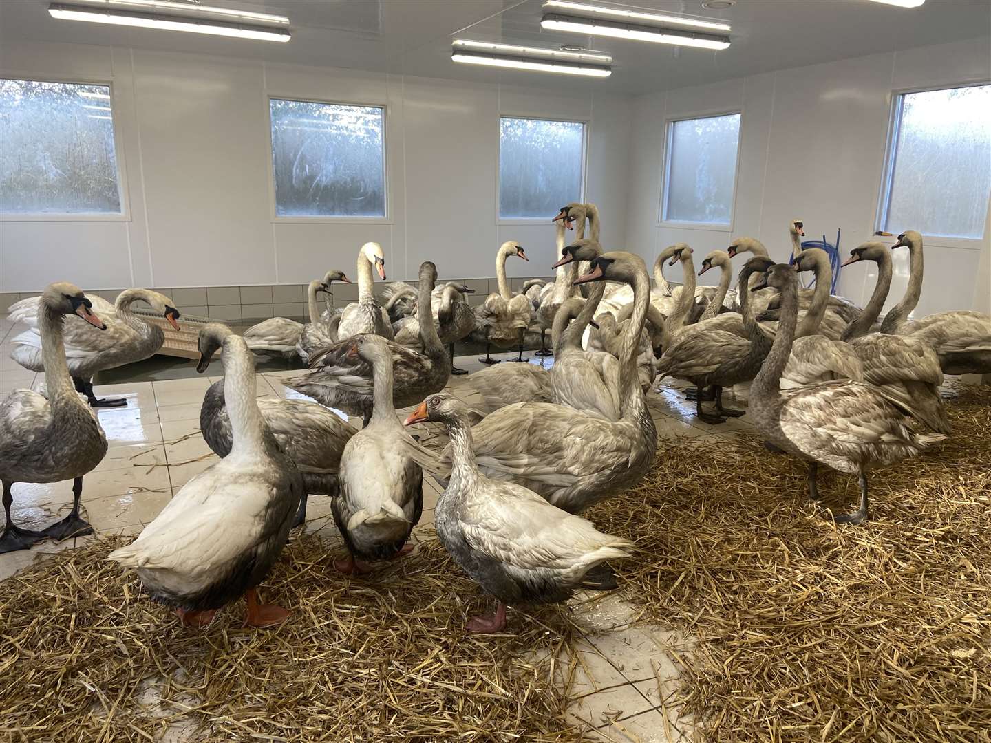 Swans covered in oil at the Swan Sanctuary facility. Picture: Swan Sanctuary.