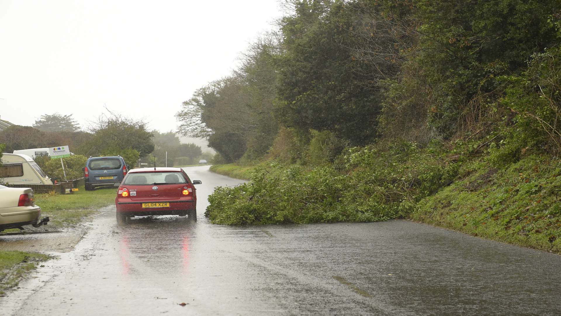 A fallen tree in Kingsdown Road