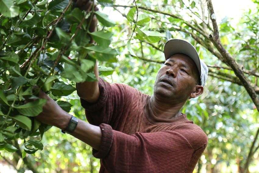 A coffee farmer (Fairtrade Foundation/PA)