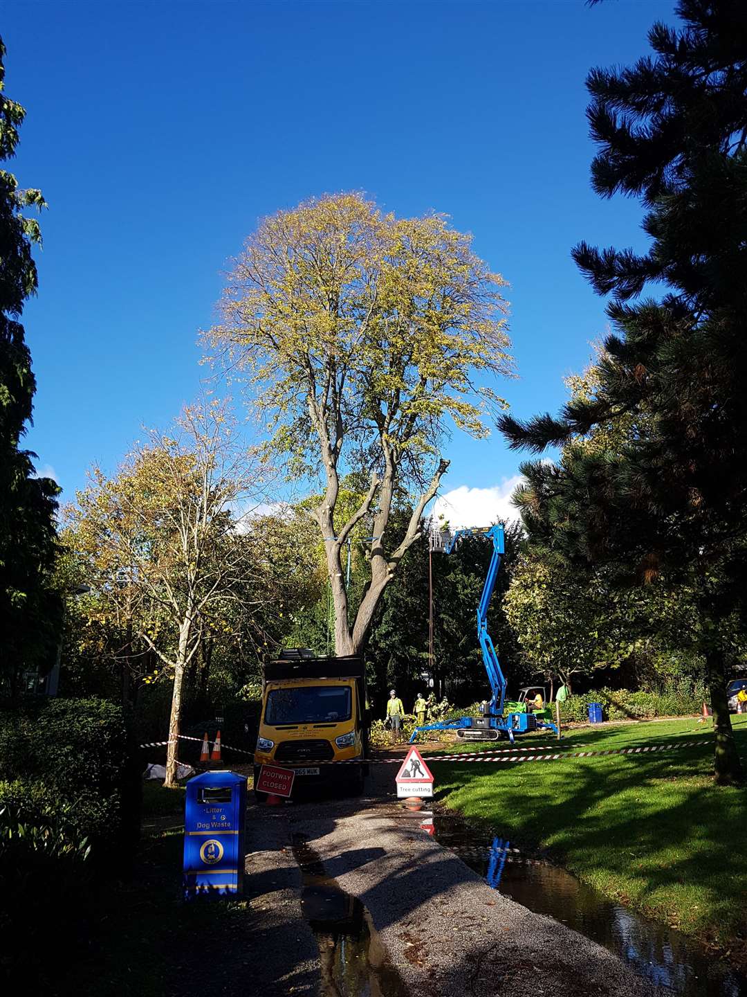 The tilia tree will be removed from Brenchley Gardens, Maidstone. Picture: Maidstone Borough Council