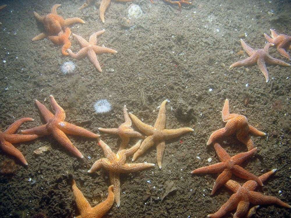 Common starfish and sea anemones on ross worm at Dogger Bank in the North Sea (JNCC/PA)