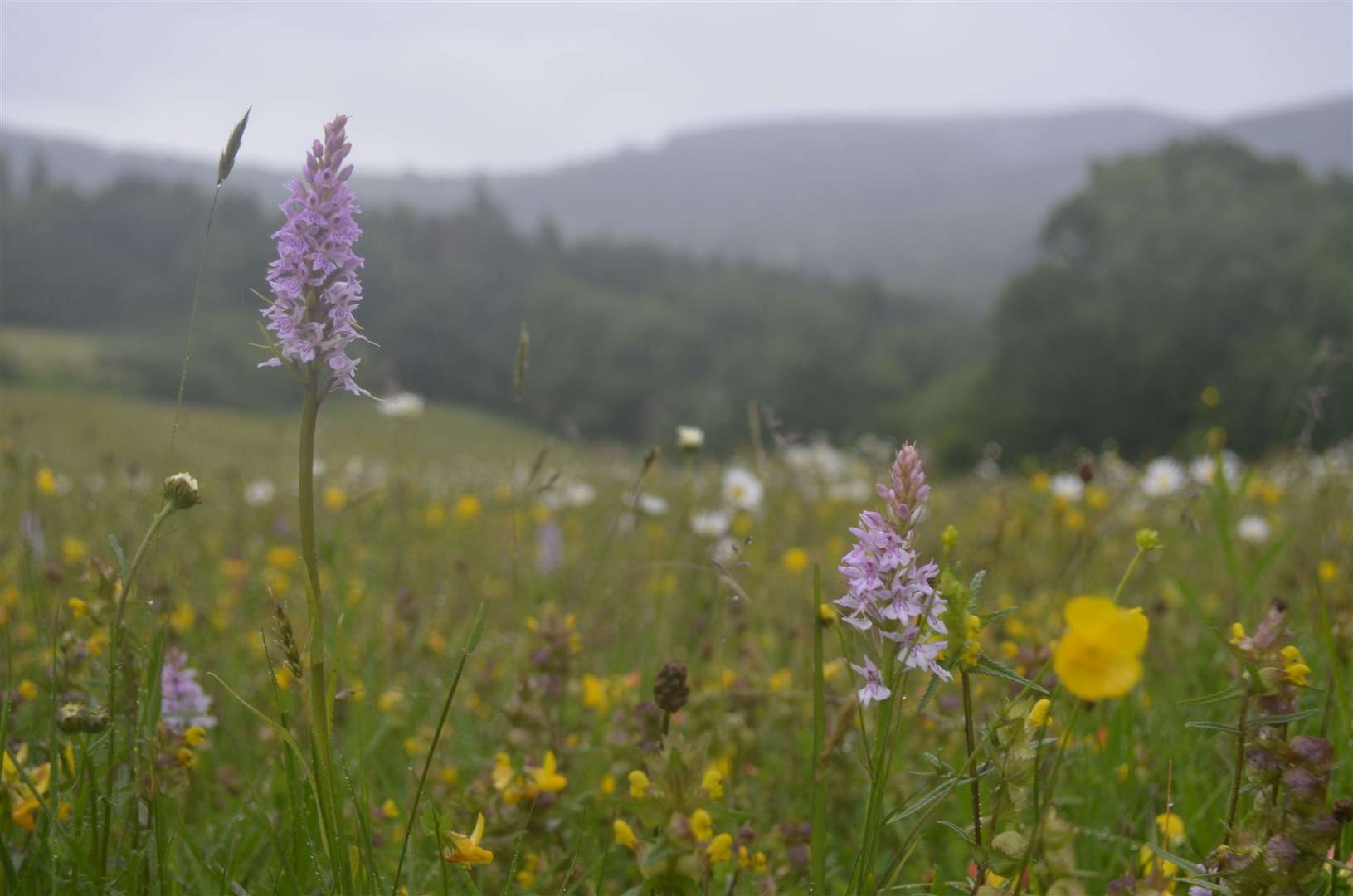 Restoring wildflower meadows can help boost rural jobs, conservationists say (Joe Costley/Plantlife/PA)