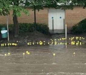 The ducks are happy, motorists less so