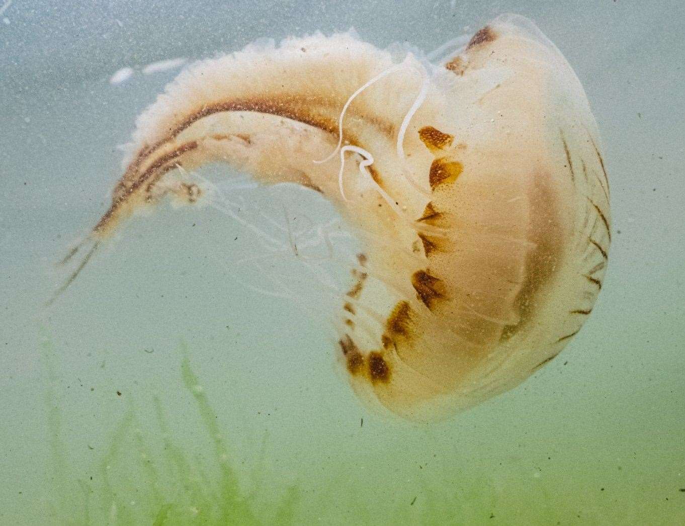Compass jellyfish in Walpole Bay. Picture: Rebecca Douglas