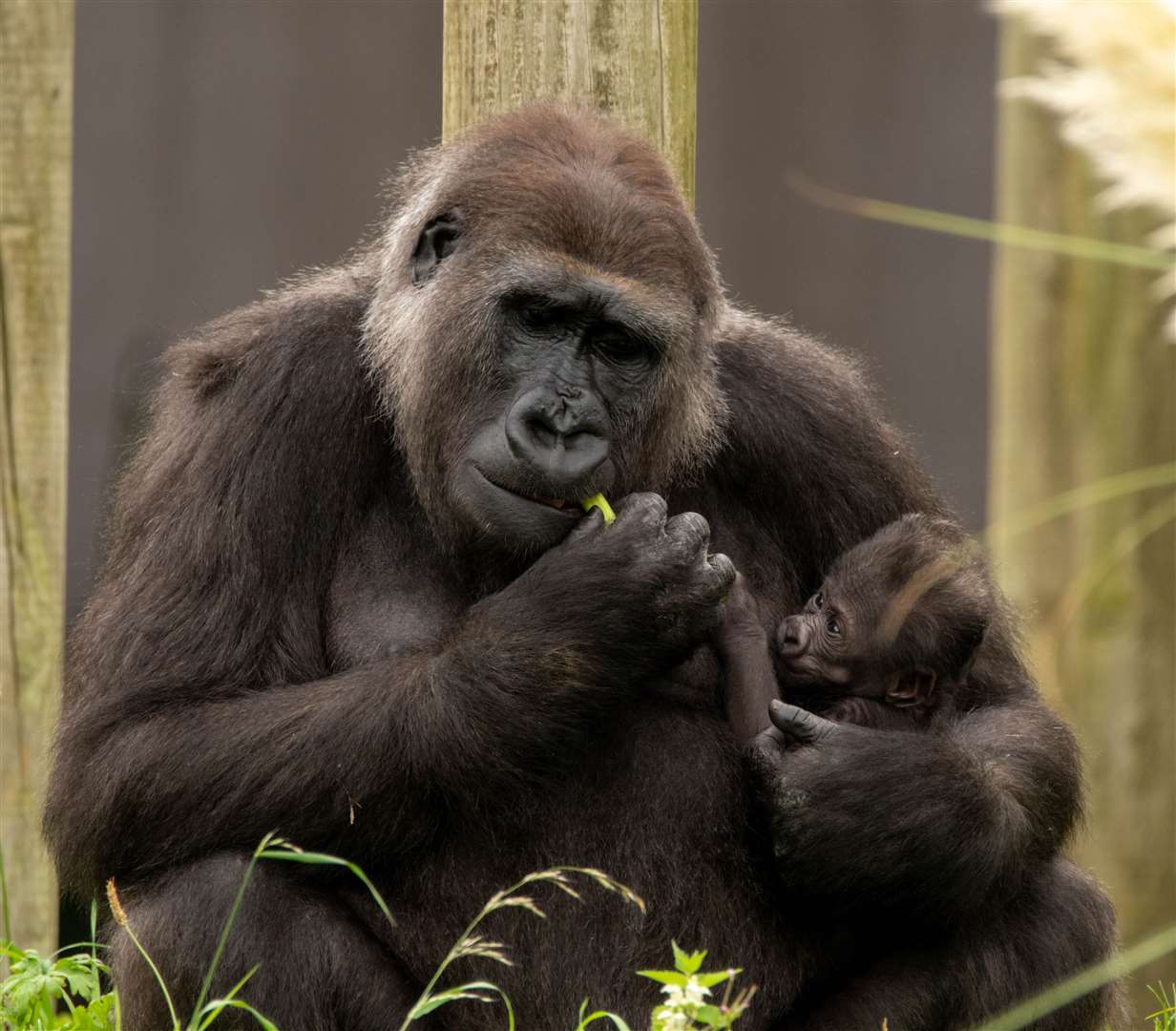 A baby gorilla born at Bristol Zoo Gardens is given the name Hasani – which means ‘handsome’ in Swahili – following a public vote (Katie Horrocks/PA)