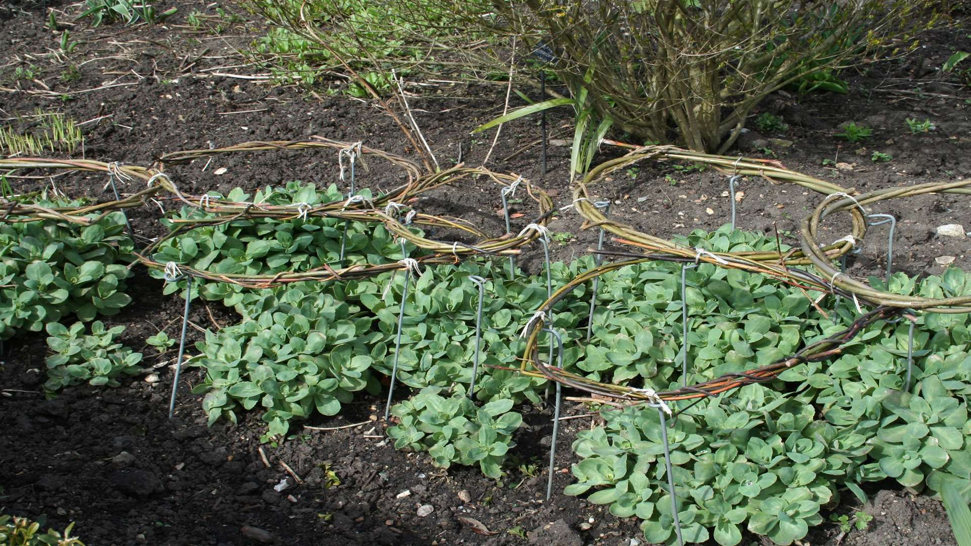 Ring staking is great for taller plants