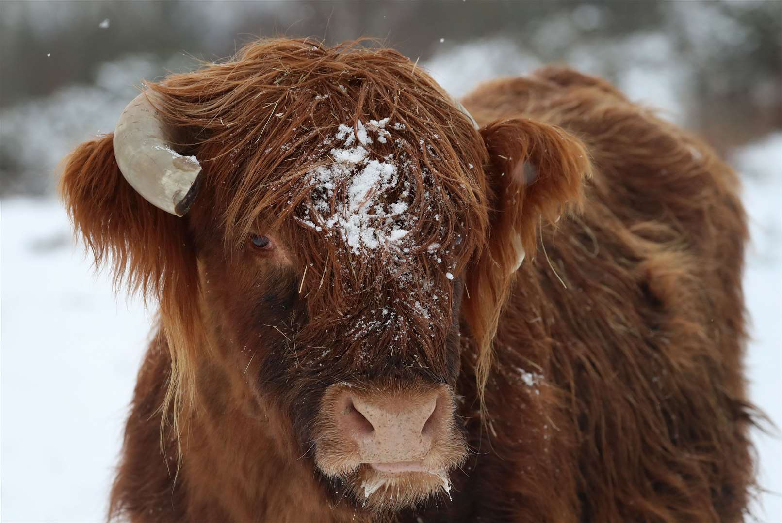 A Highland cow in the snow in Hothfield Nature Reserve near Ashford, Kent (Gareth Fuller/PA)