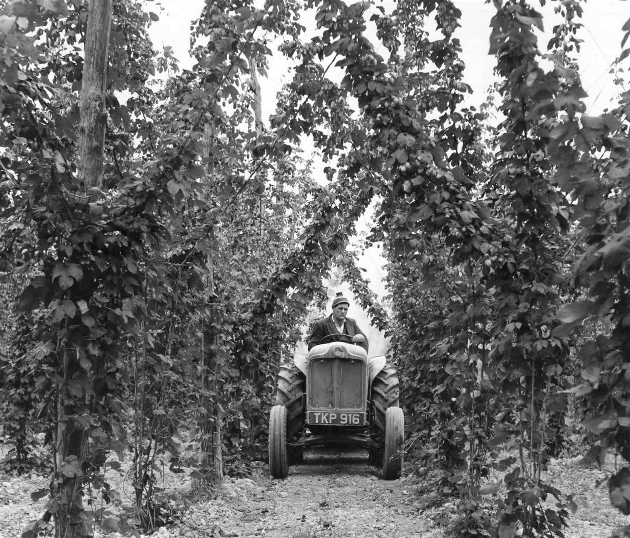 A sprayer at work in the hops at Lashenden Farm, Biddenden, in September 1961