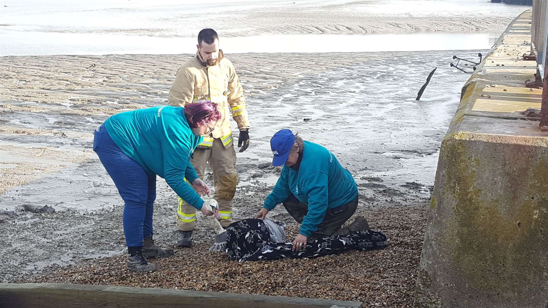 Firefighters and Kent Wildlife Rescue Service team members rescued an injured swan from the riverside in Gravesend. Picture by Jason Arthur (21895444)