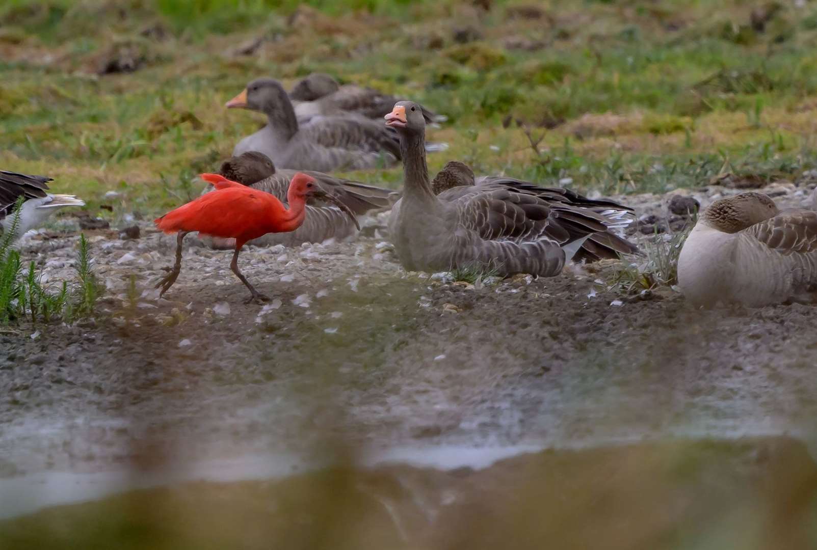 The scarlet ibis skipping past some confused geese. Picture: Gaz Foreman