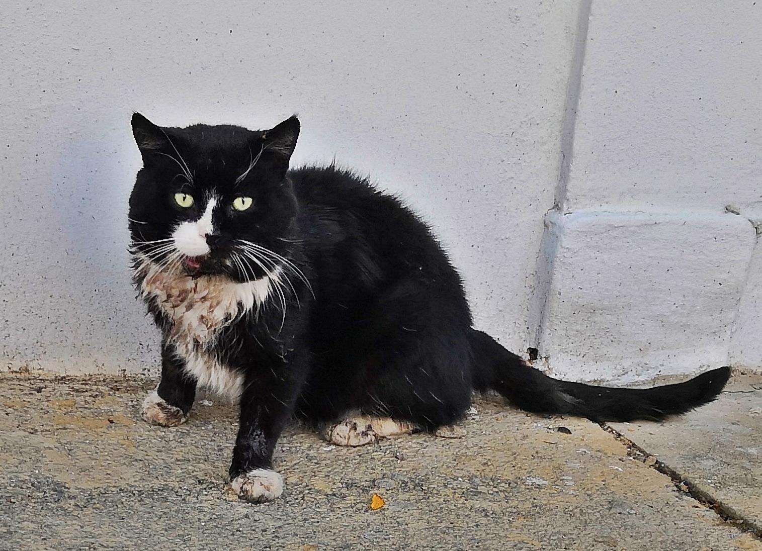 Ollie was rescued from the streets of Gravesend, picture Katie Hayes