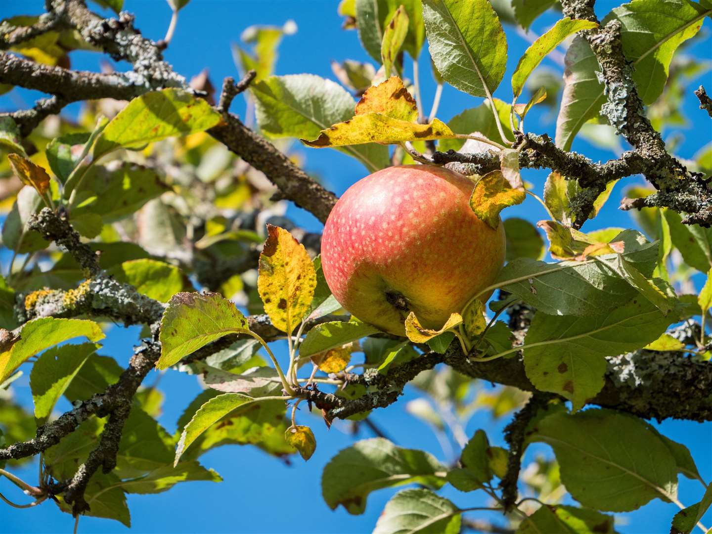 British-grown apples are among the crops that could be at risk